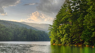 green leaf trees, nature, river, forest