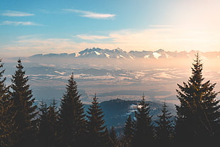 trees near snow covered mountain