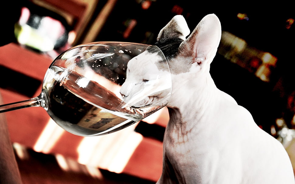 clear wine glass with white Spinx cat HD wallpaper