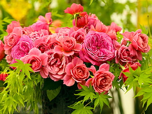 red petal flowers