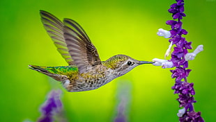 green, yellow and gray hummingbird HD wallpaper