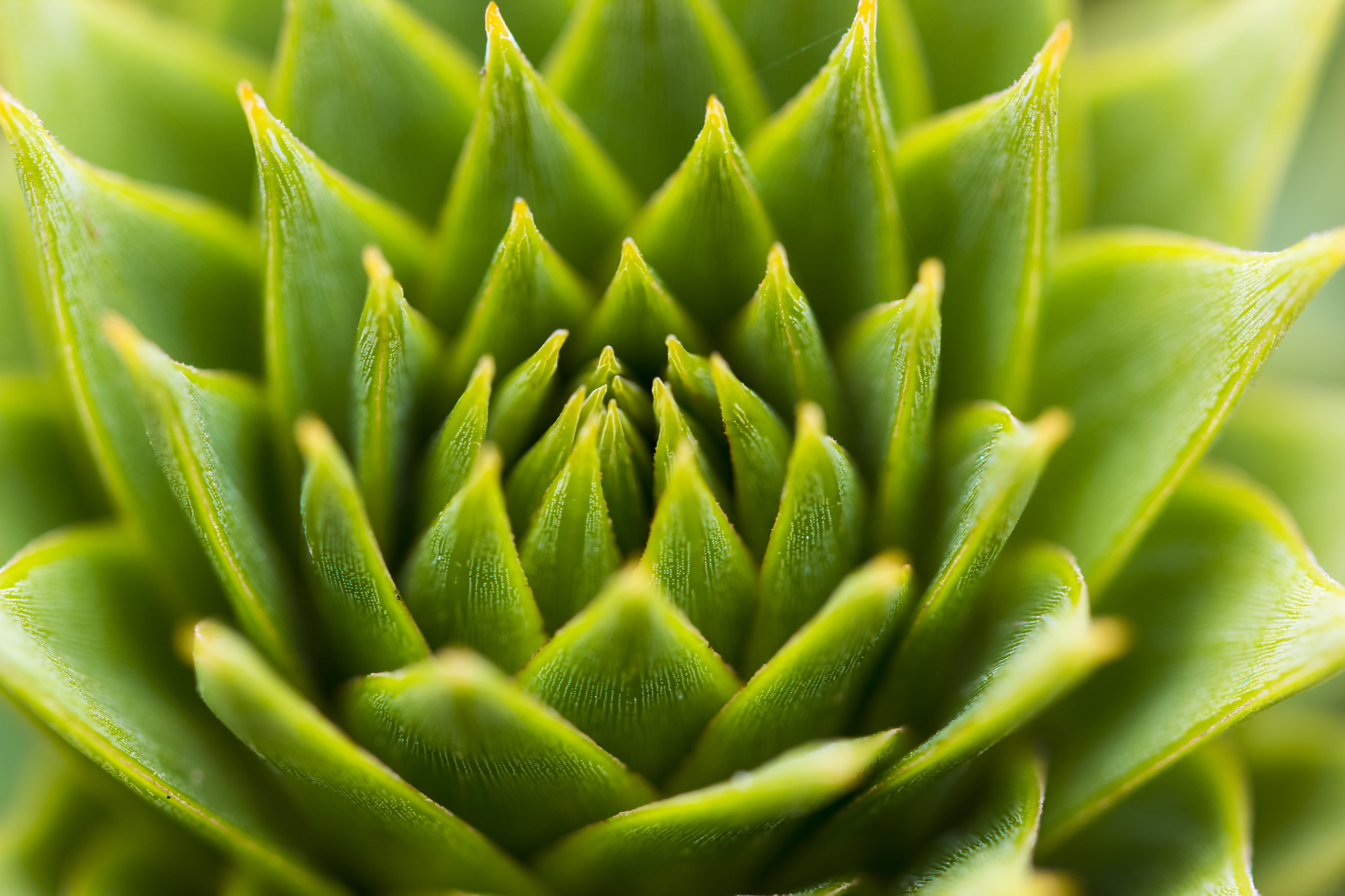 green succulent