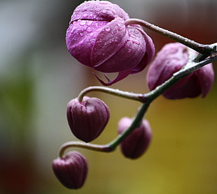 tilt lense shot of purple flower