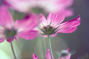 purple Daisy in macro shot