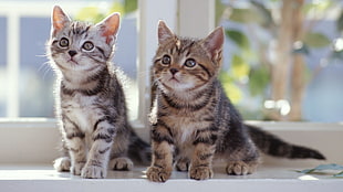 two brown tabby kittens