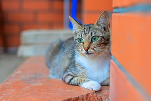 brown tabby cat, animals, cat