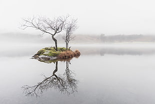 bare tree, nature, water, mist, trees