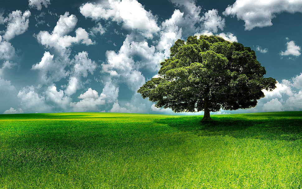 Green tree photo HD wallpaper | Wallpaper Flare