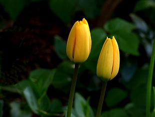 photography of two yellow petaled flowers HD wallpaper
