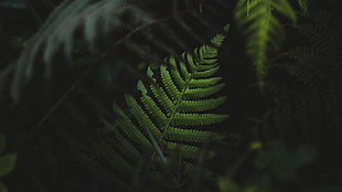 Boston fern, ferns, plants, green