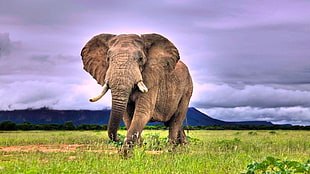 gray elephant, elephant HD wallpaper