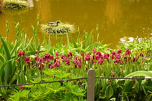 duck on lakeside near pink flowers on field during daytime HD wallpaper