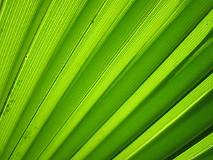 green surface HD wallpaper