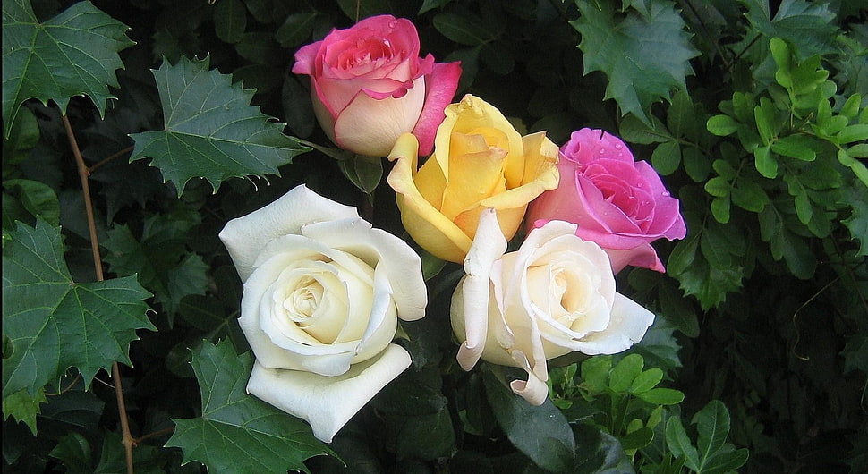 several assorted rose flowers HD wallpaper