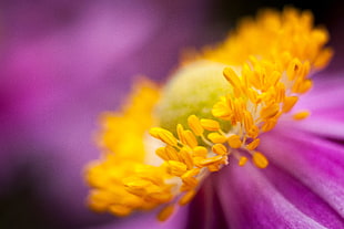 purple petaled flower with yellow stigma in focus selective photography, japanese anemone