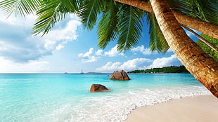 brown stone, Seychelles, beach, sand, palm trees HD wallpaper