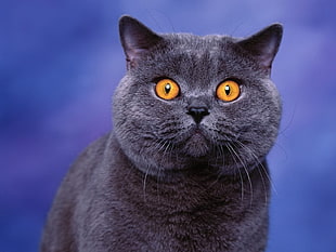 black Persian cat HD wallpaper
