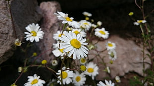 white Daisy flower, Daisy HD wallpaper