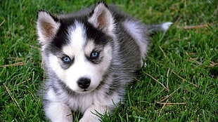 Siberian husky puppy, Siberian Husky , puppies