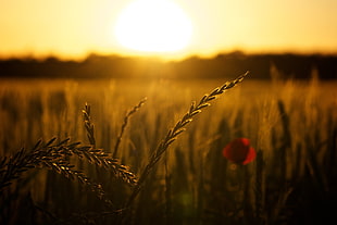 close up photo of wheat plants at sunset HD wallpaper