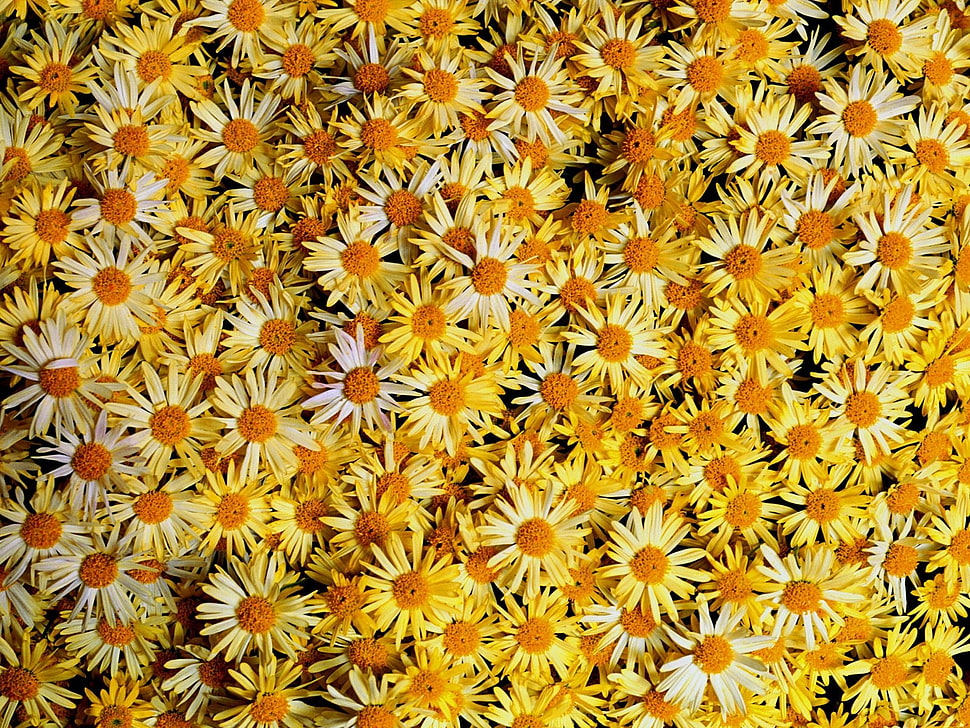 photo of white petal flowers HD wallpaper