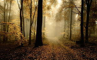 pathway between trees