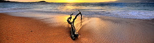 brown tree branch, nature, landscape, multiple display, beach HD wallpaper