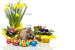 brown bunny near assorted color eggs HD wallpaper