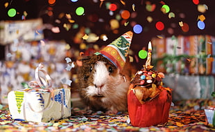 brown and white guinea pig