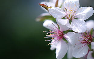 shallow focus photography of pink flowers during daytime