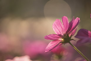 low angle selective focus photography of a pink flower