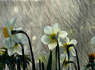 white-and-yellow Daffodil flowers