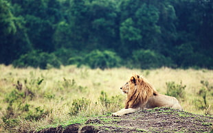 brown lion lying on grass field HD wallpaper