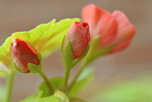 closeup photo of three red flowers, geranium HD wallpaper