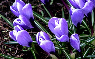 purple flower with green leaves photo HD wallpaper