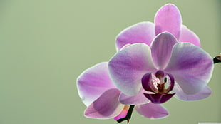 pink moth orchid, nature, orchids, flowers, plants HD wallpaper