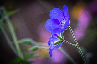 two blue flowers, geraniums HD wallpaper