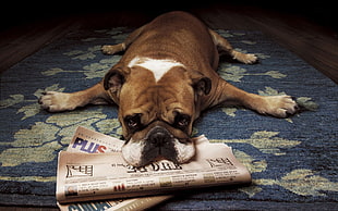 adult tan and white boxer dog, animals, dog, newspapers HD wallpaper