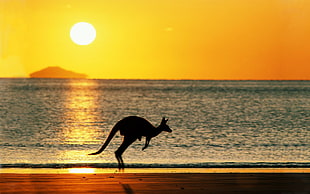 silhouette photography of kangaroo jumping on beach shore during golden hour HD wallpaper