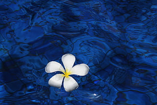 selective photograph of white petaled flower floating on body of water HD wallpaper