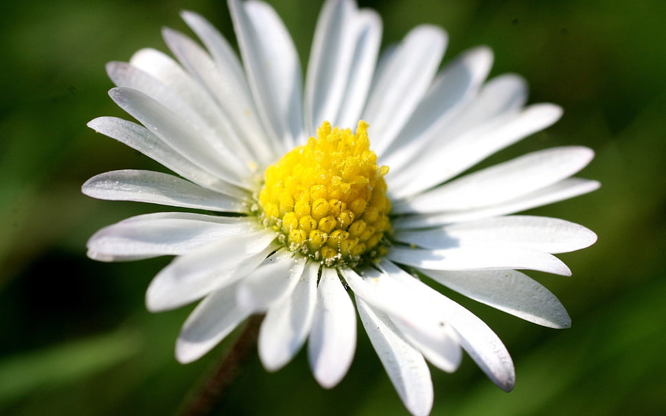 white Daisy flower in closeup photography HD wallpaper