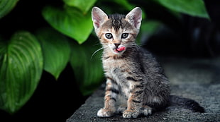 selective focus photo of grey and brown kitten