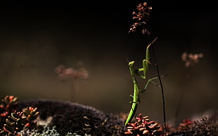 selective focus photography of green praying mantis HD wallpaper