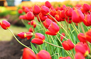 red Tulip flower field HD wallpaper