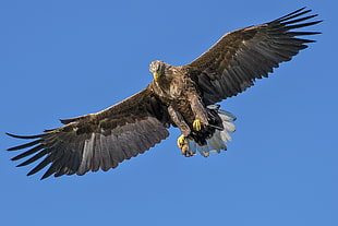 bald eagle