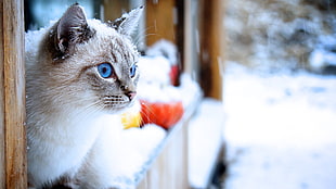 Siamese cat, cat, snow, animals, blue eyes