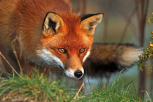 fox on grassland in tilt shift lens photography HD wallpaper