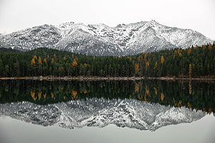 green pine trees, nature, trees, snow, mountains