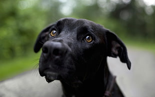 short-coated black dog, dog, animals HD wallpaper
