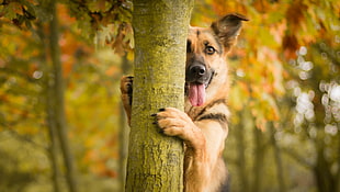 adult brown Labrador holding tree HD wallpaper